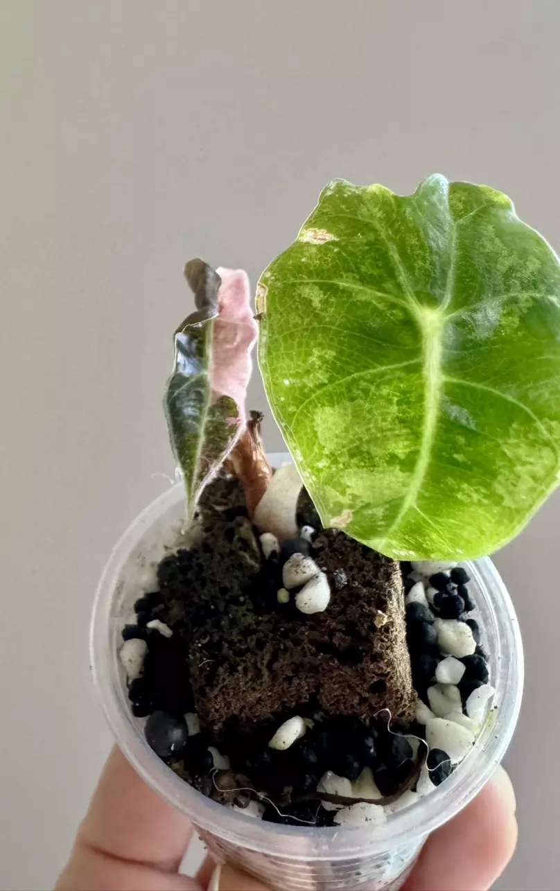 Alocasia Pink Polly Snowflake thumbnail