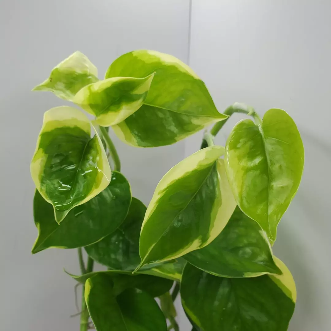 Pothos Poonsin, inverted Manjula. thumbnail