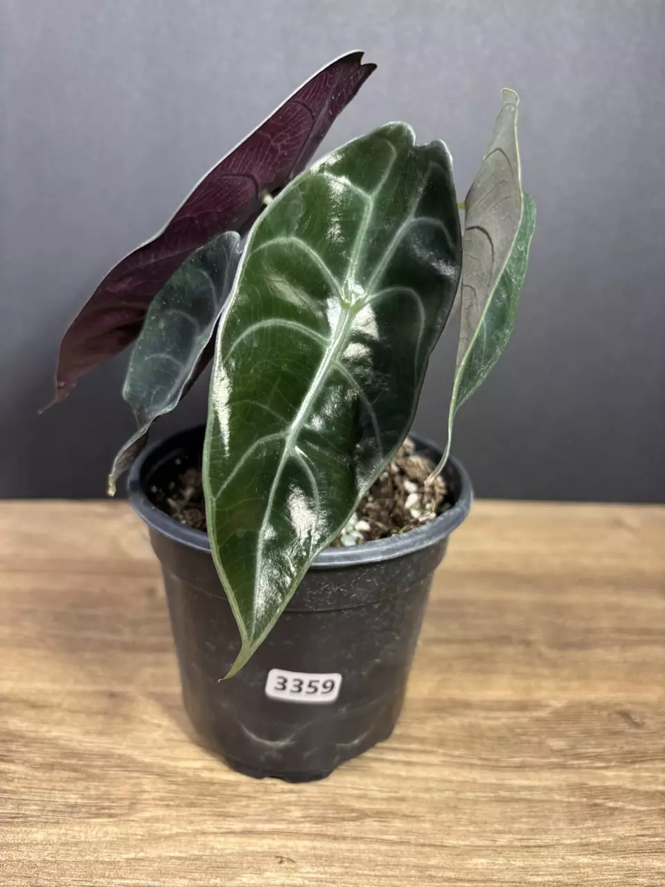 Alocasia Sedenii 4” 3359 thumbnail