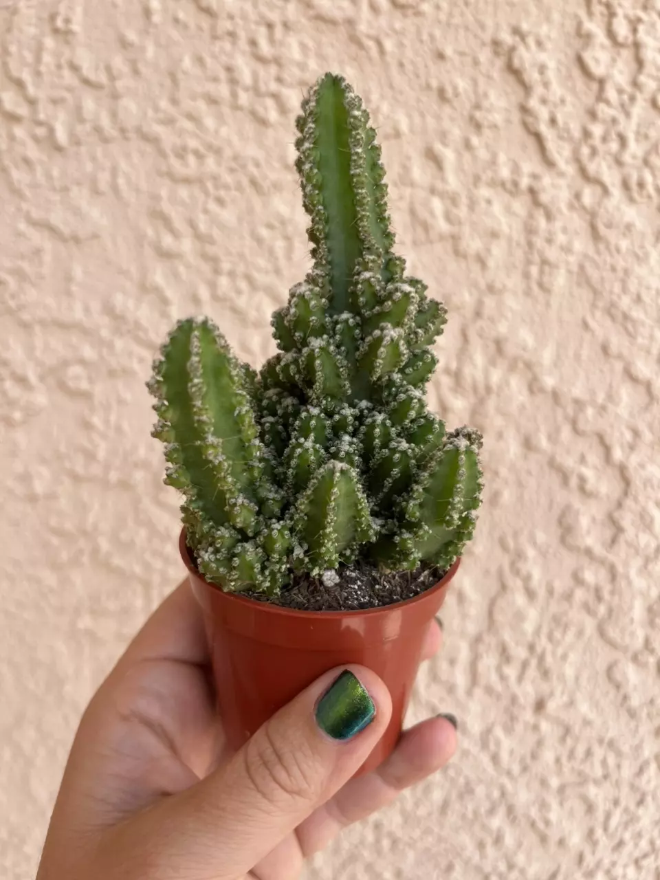 Fairy Castle Cactus 3” thumbnail