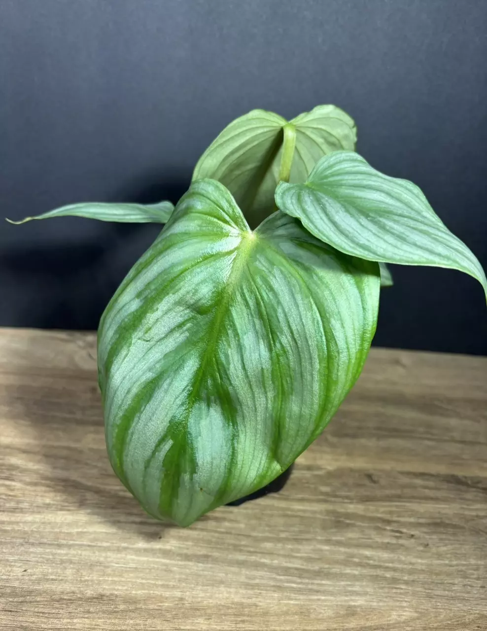 Philodendron Pastazanum x Plowmanii 4” 3358 thumbnail