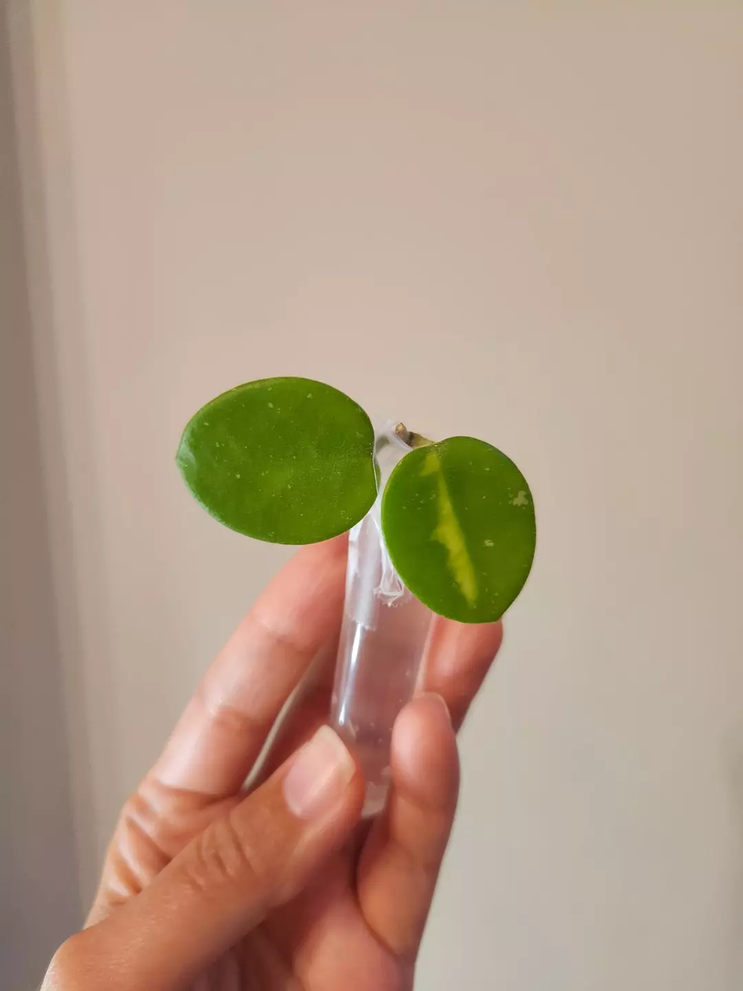 Hoya Mathilde variegated cutting #82 thumbnail