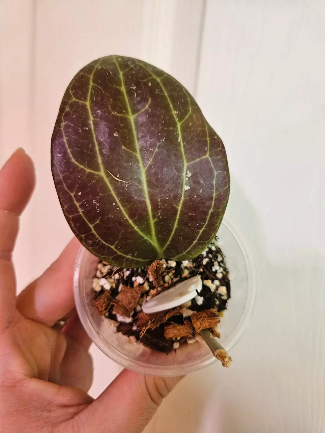 Hoya marginata thumbnail