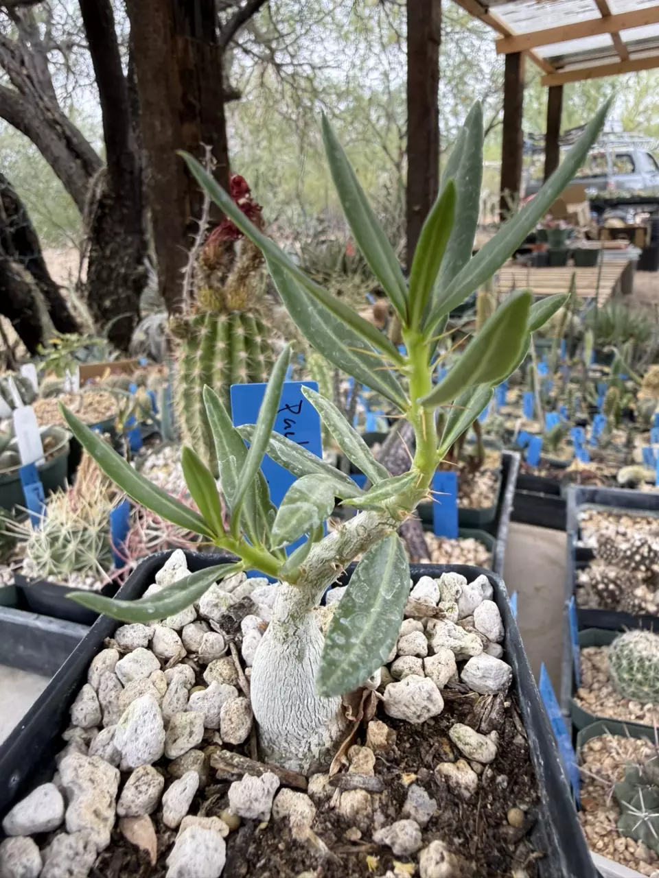 1271 Pachypodium bispinosum thumbnail