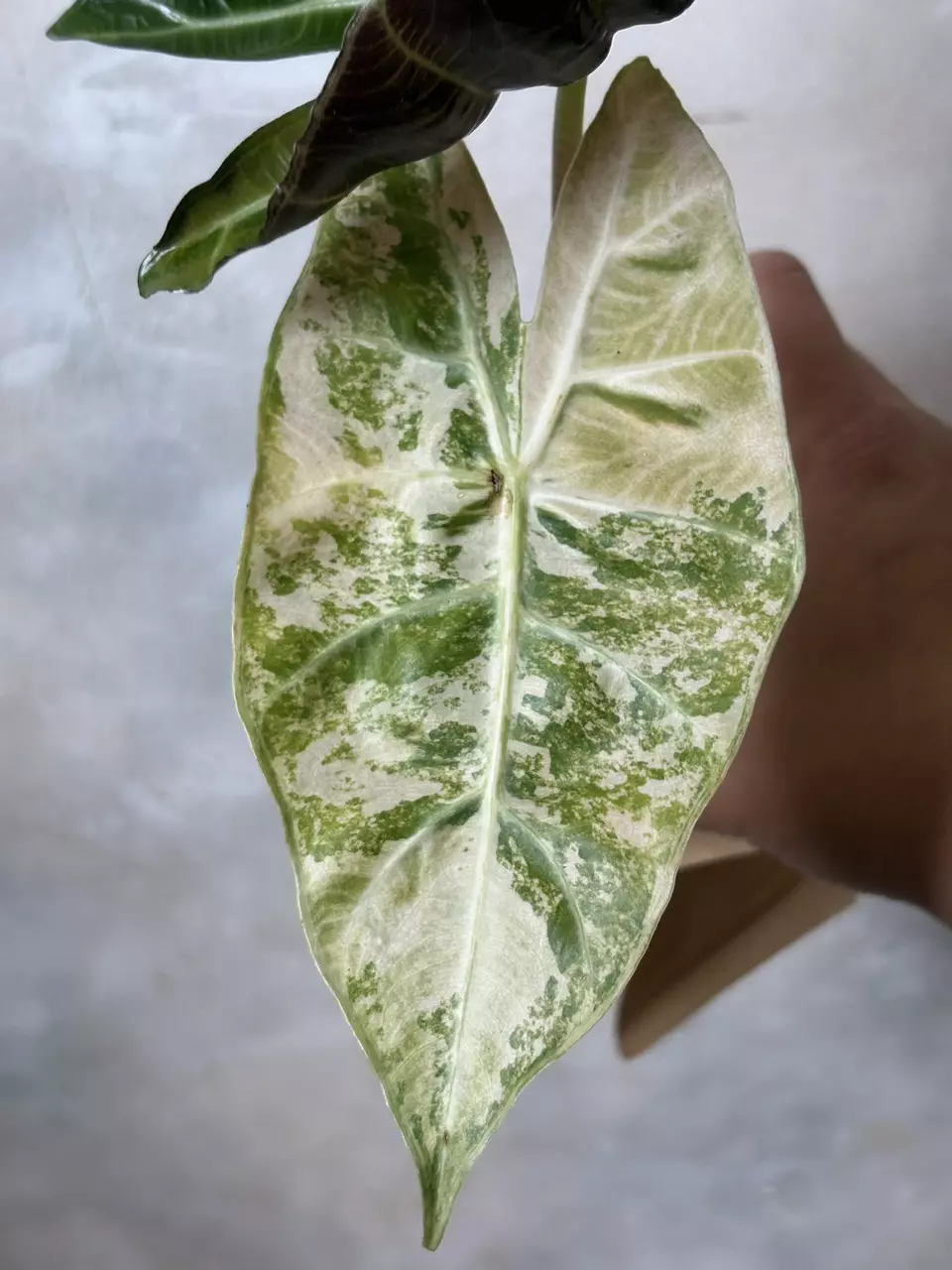 Alocasia Nairobi Nights Albo Corm thumbnail