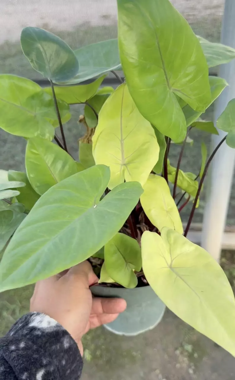 Alocasia Black Stem Mutation Sprouting Corm thumbnail