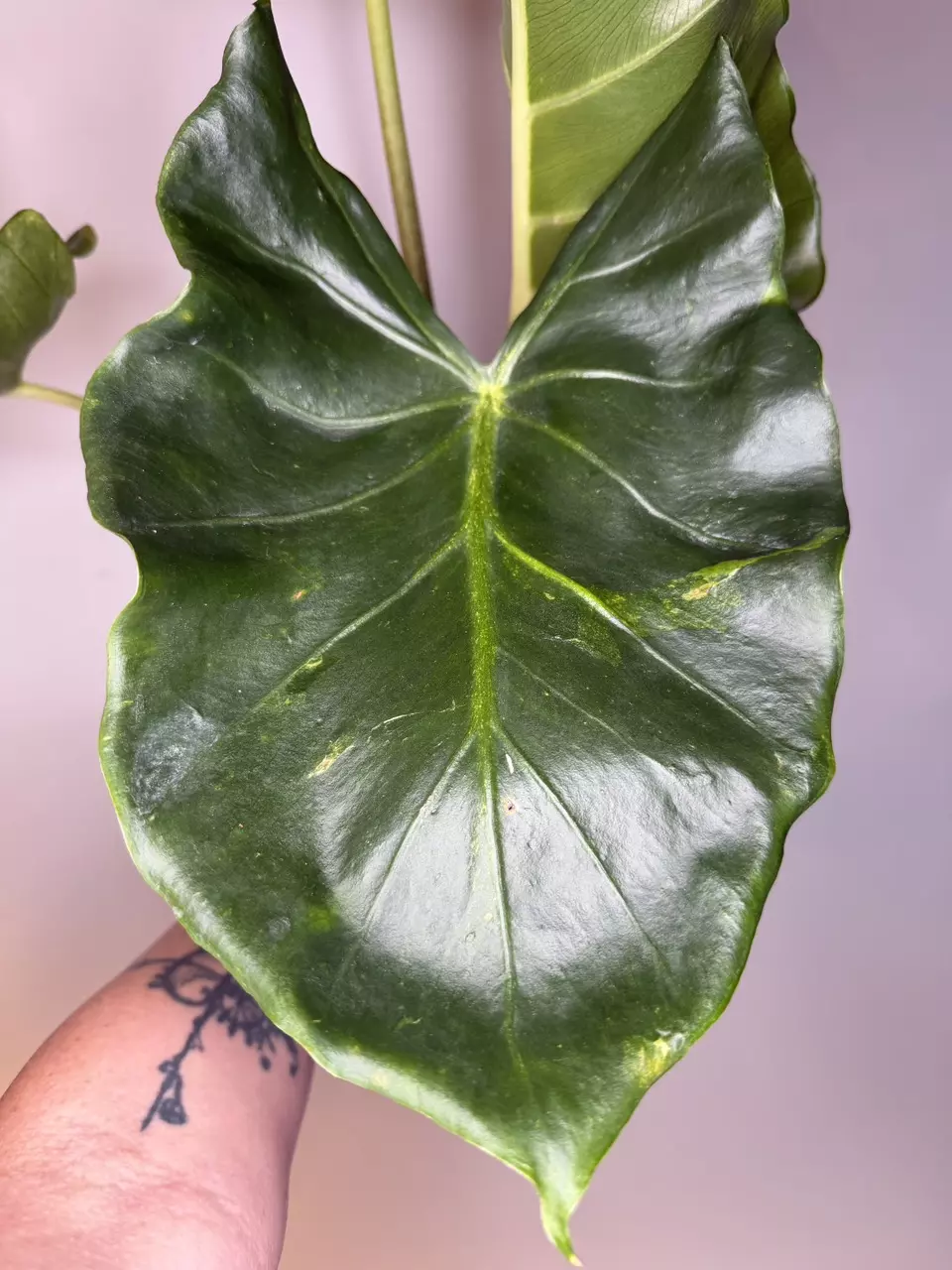 Alocasia New Guinea Gold - 6” Pot thumbnail