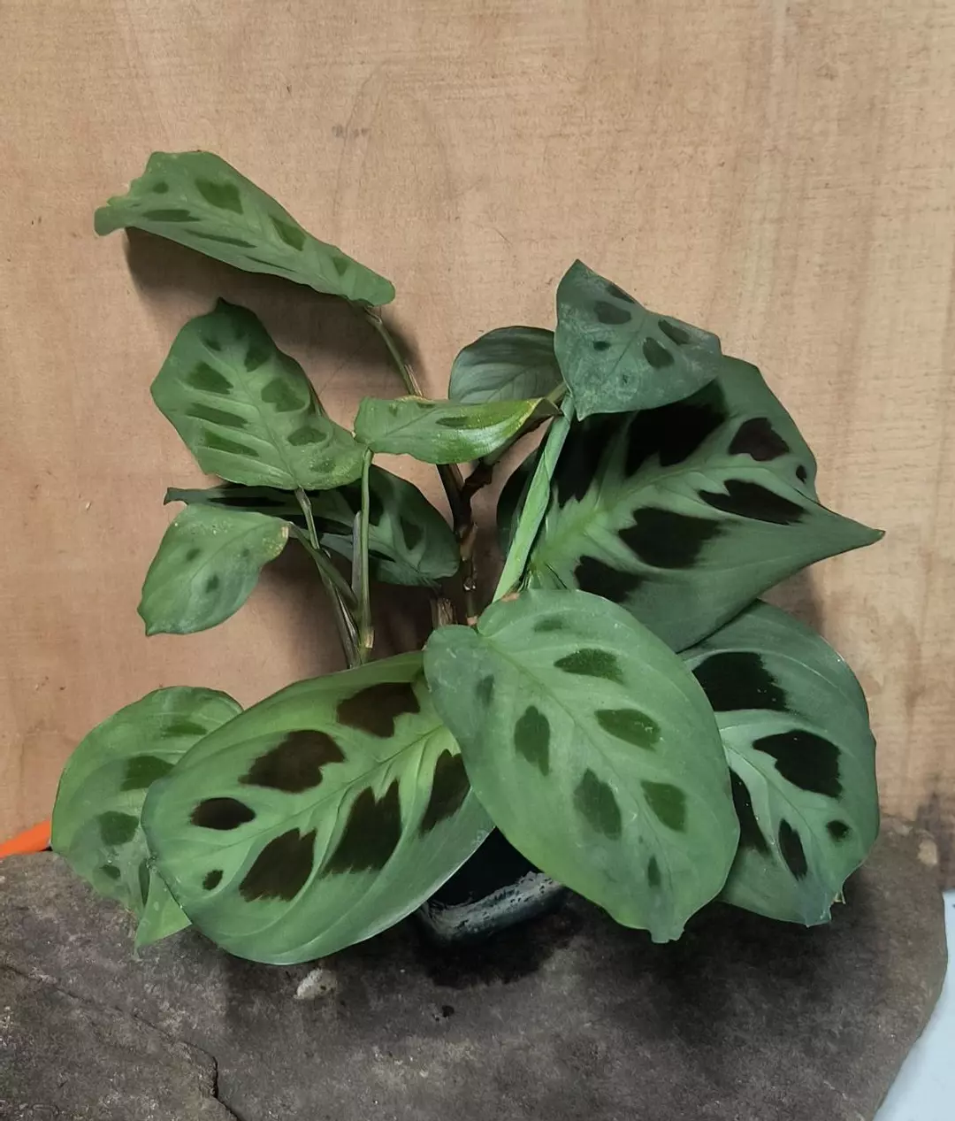 calathea rabbit trax  thumbnail