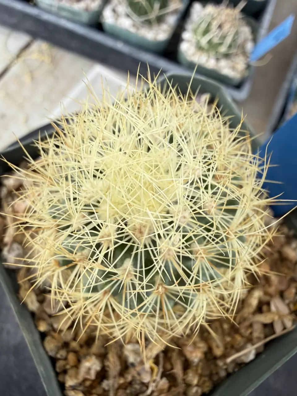 1264 Acharagma roseanae thumbnail