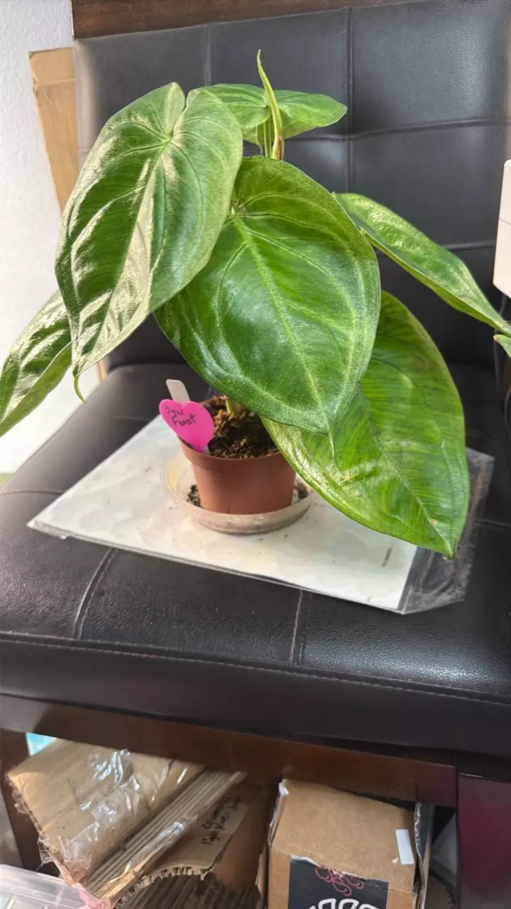 SYNGONIUM FROST 423 thumbnail