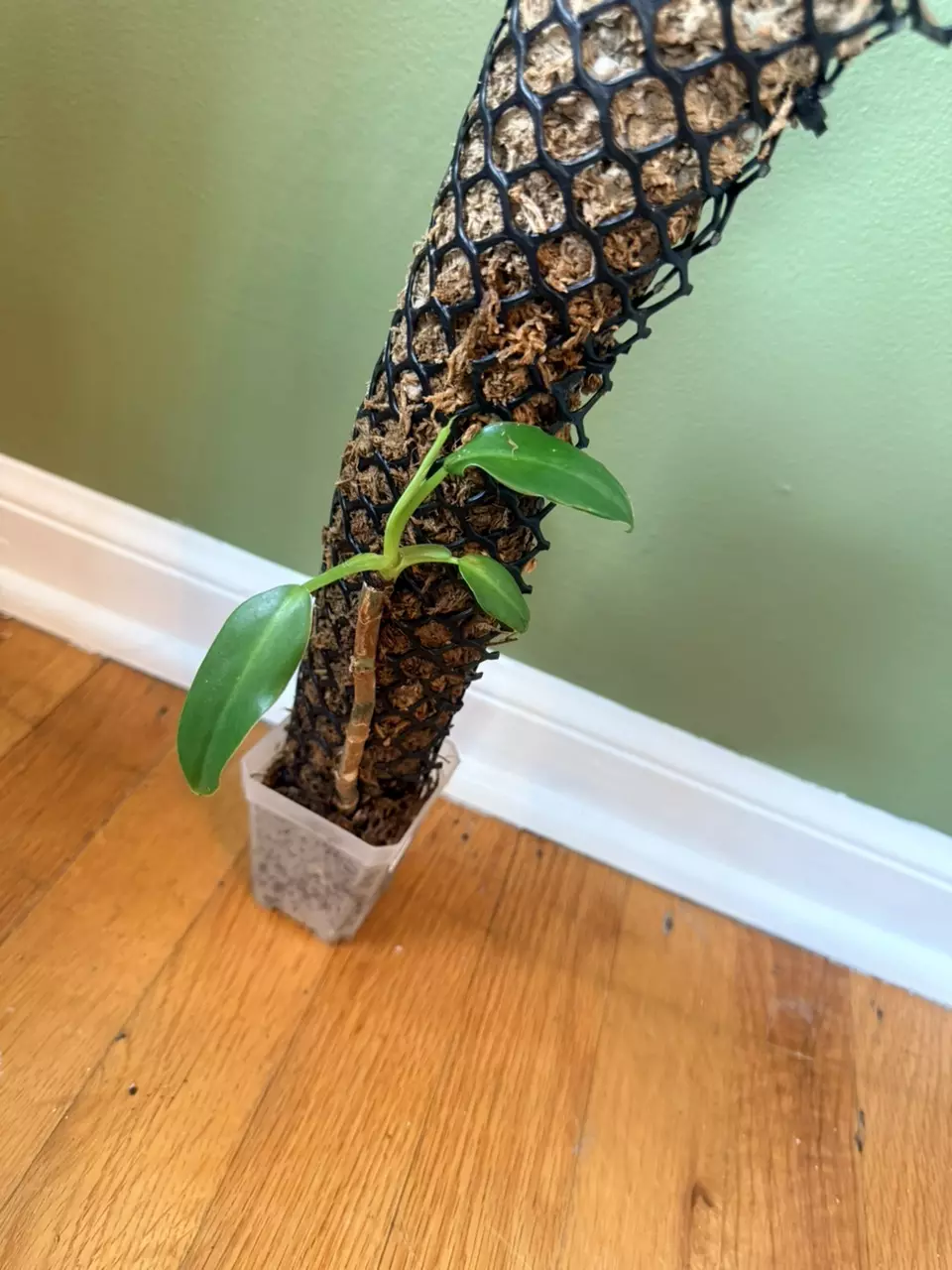 2 Philodendron bipinnatifidum Varigated thumbnail