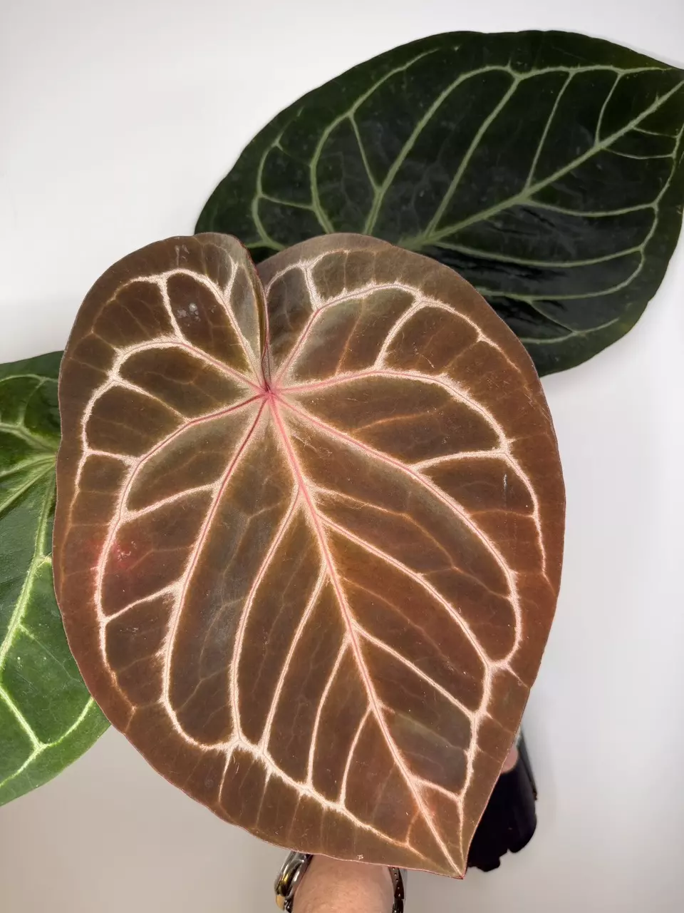 Anthurium (Michelle x Zara) x (Red Crystallinum x King of Spades) thumbnail