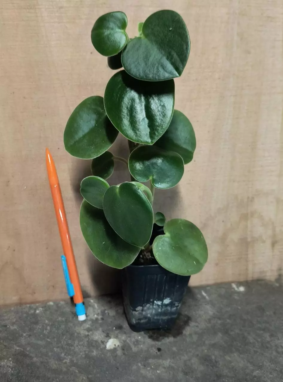 felted pepperface peperomia fuzzy hearts incana thumbnail