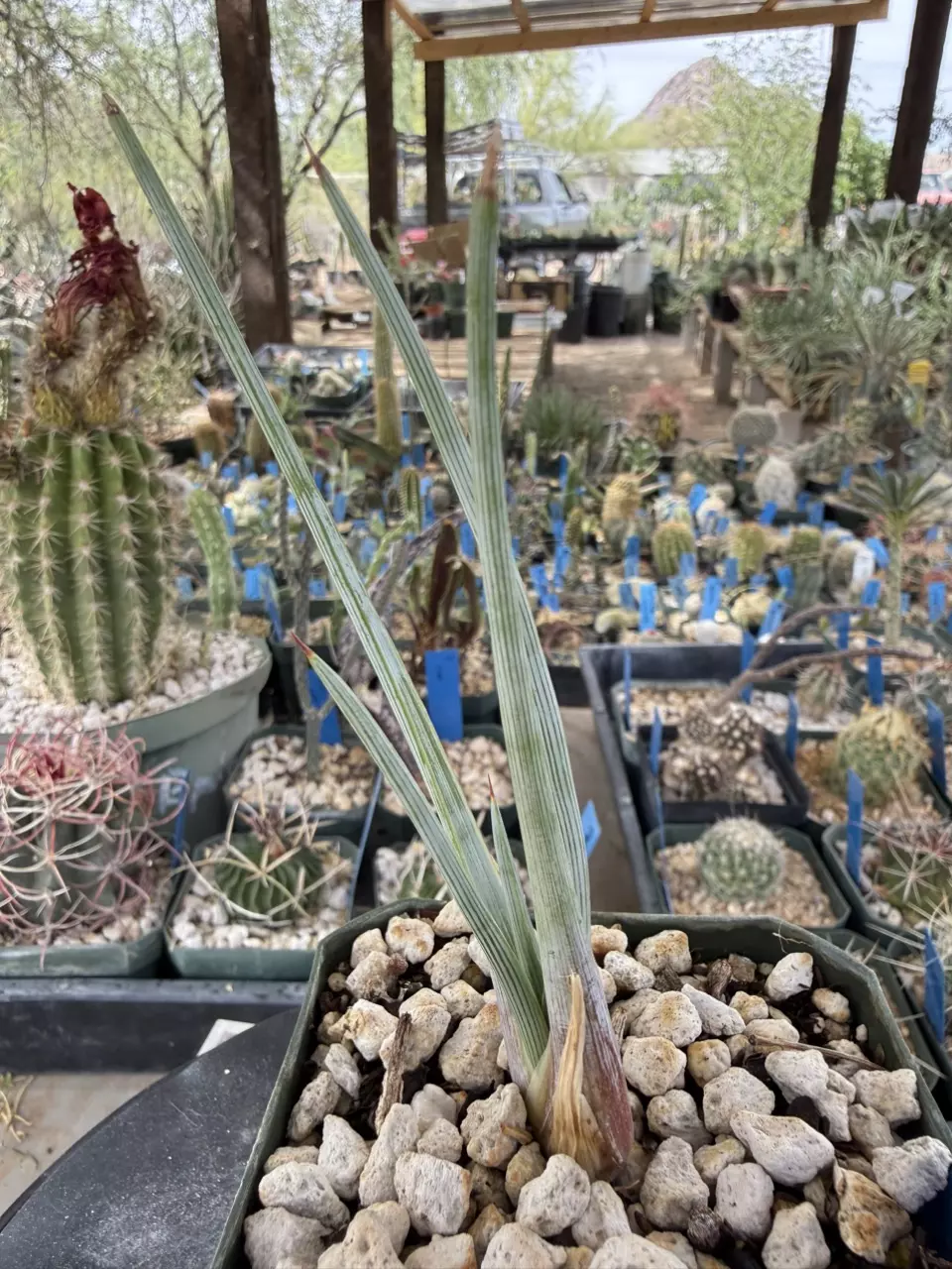 1262 Agave striata falcata thumbnail