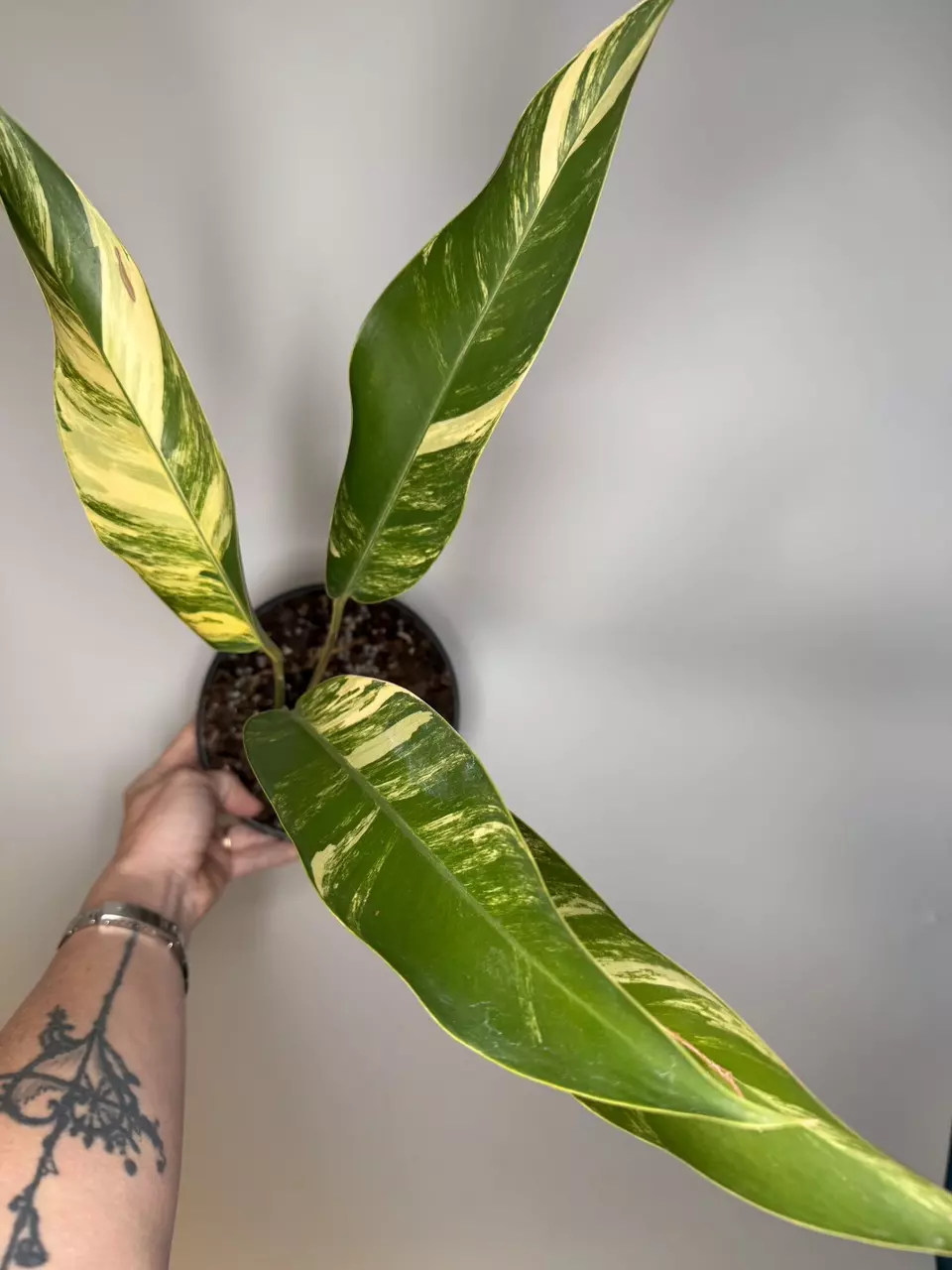 Epipremnum Giganteum Aurea - 6” Pot thumbnail