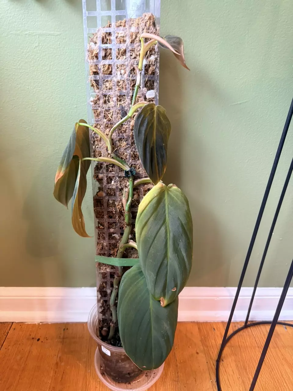 Philodendron Gigas thumbnail