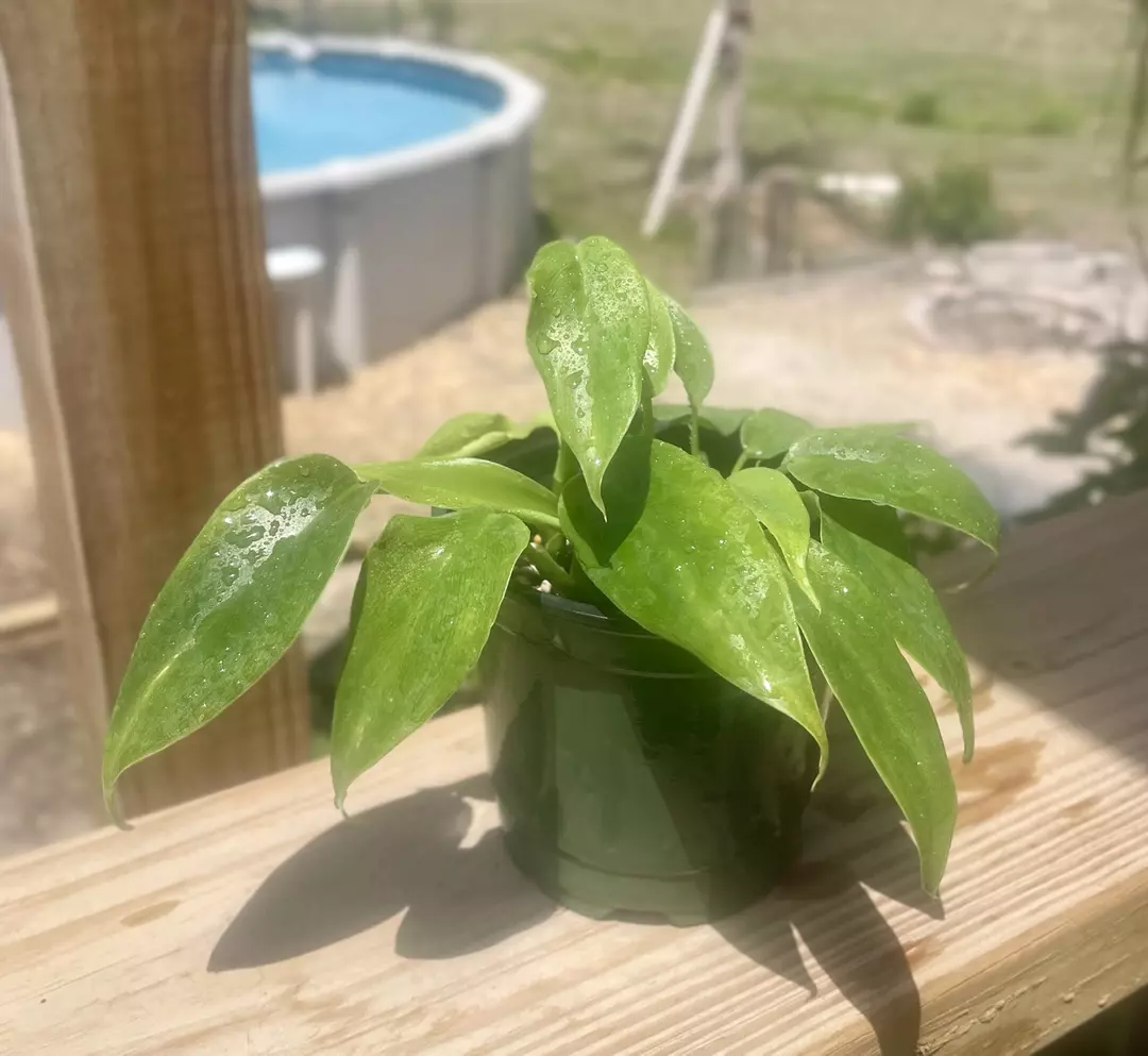 Frilly Philly Philodendron bipennafolium thumbnail