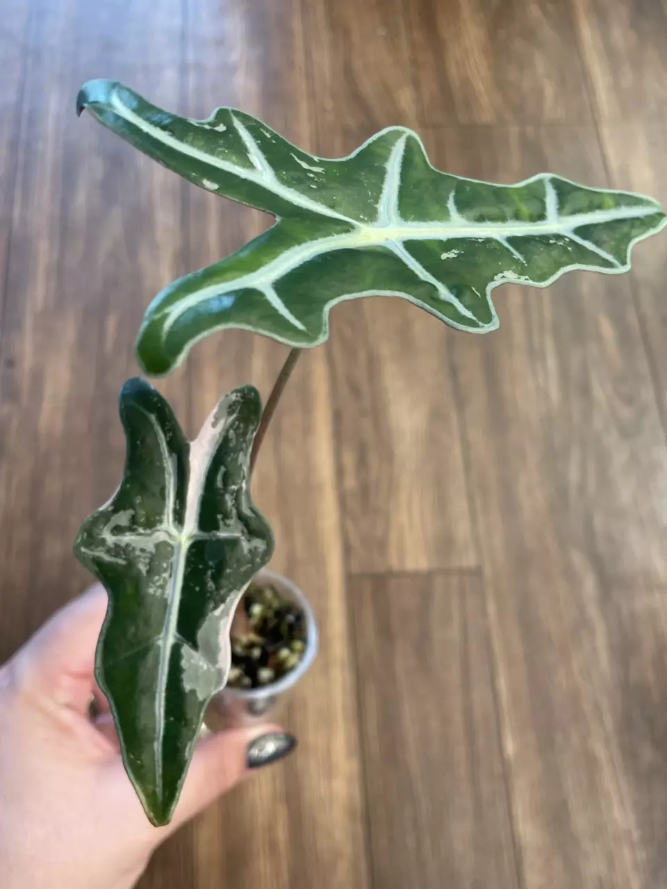 Alocasia Pink Nobilis thumbnail