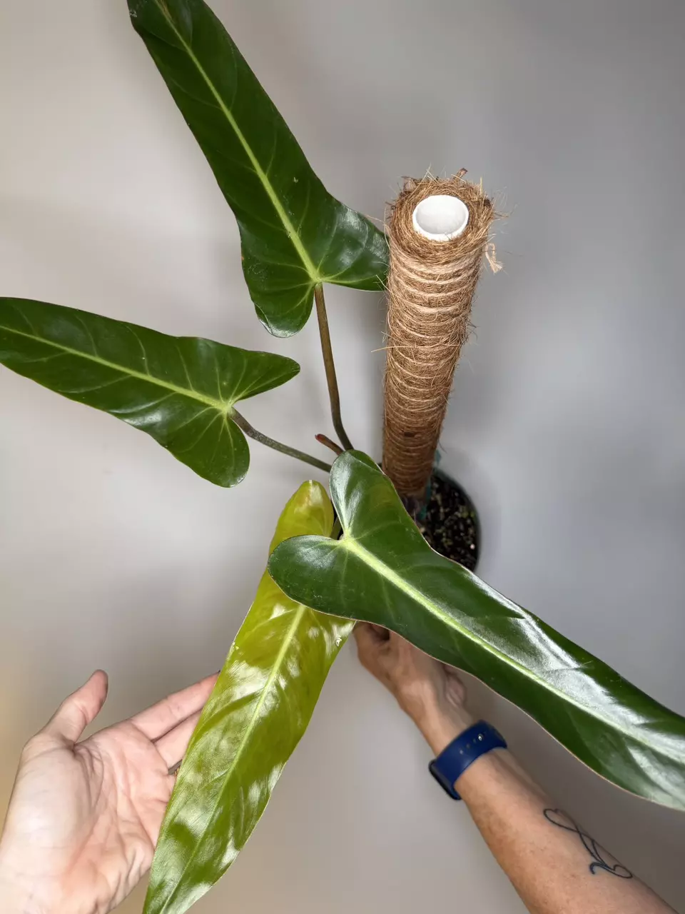 Philodendron Bernardopazi - 6” Pot thumbnail