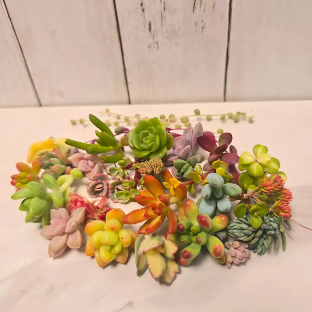 Elfin cuttings Grower’s Choice thumbnail