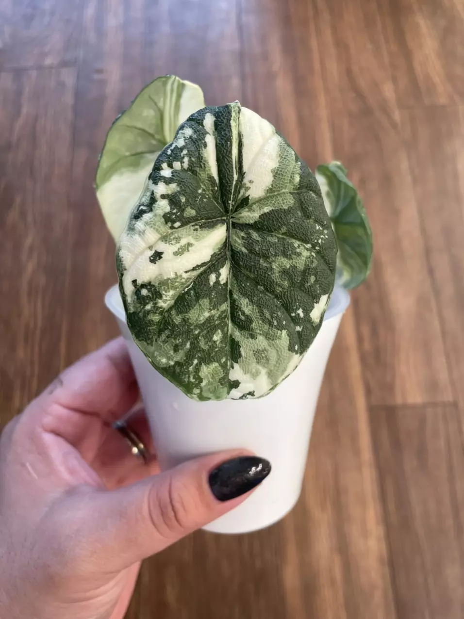 Alocasia Melo Albo Corm A thumbnail