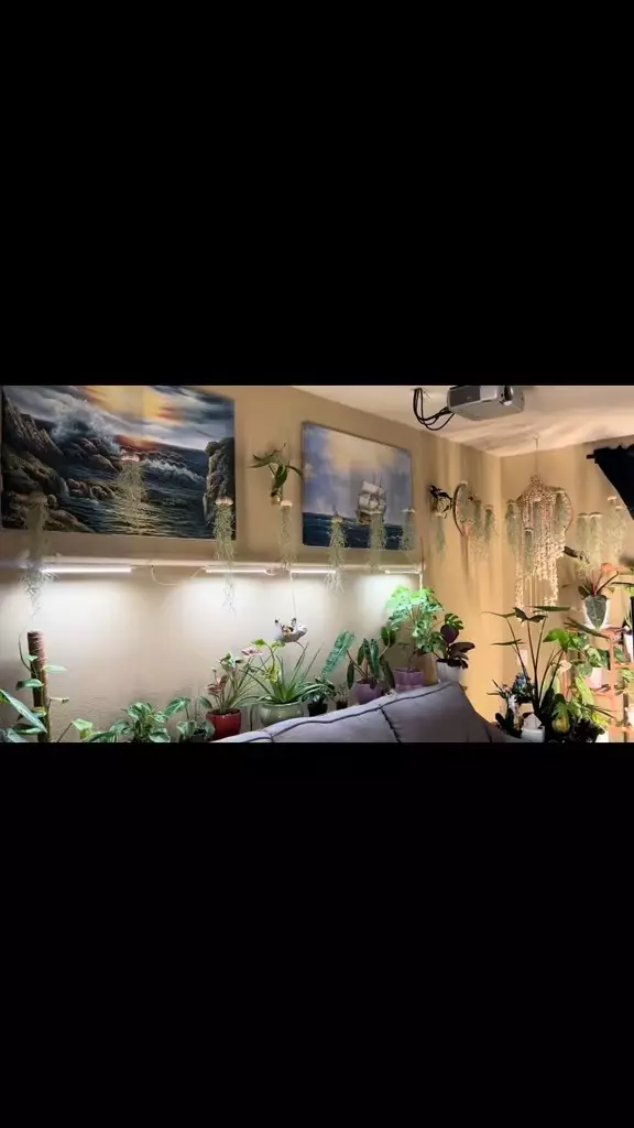 Jellyfish Air Plant (LIVE PLANT) thumbnail