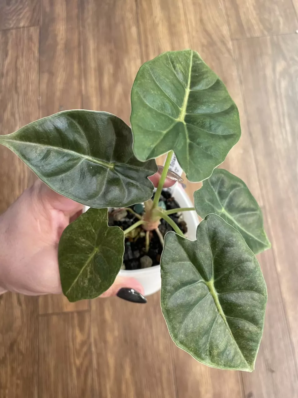 Alocasia Golden Bone Pink Splash Corm thumbnail