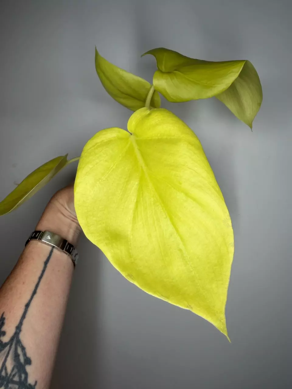 Philodendron Selloum - Golden Form thumbnail