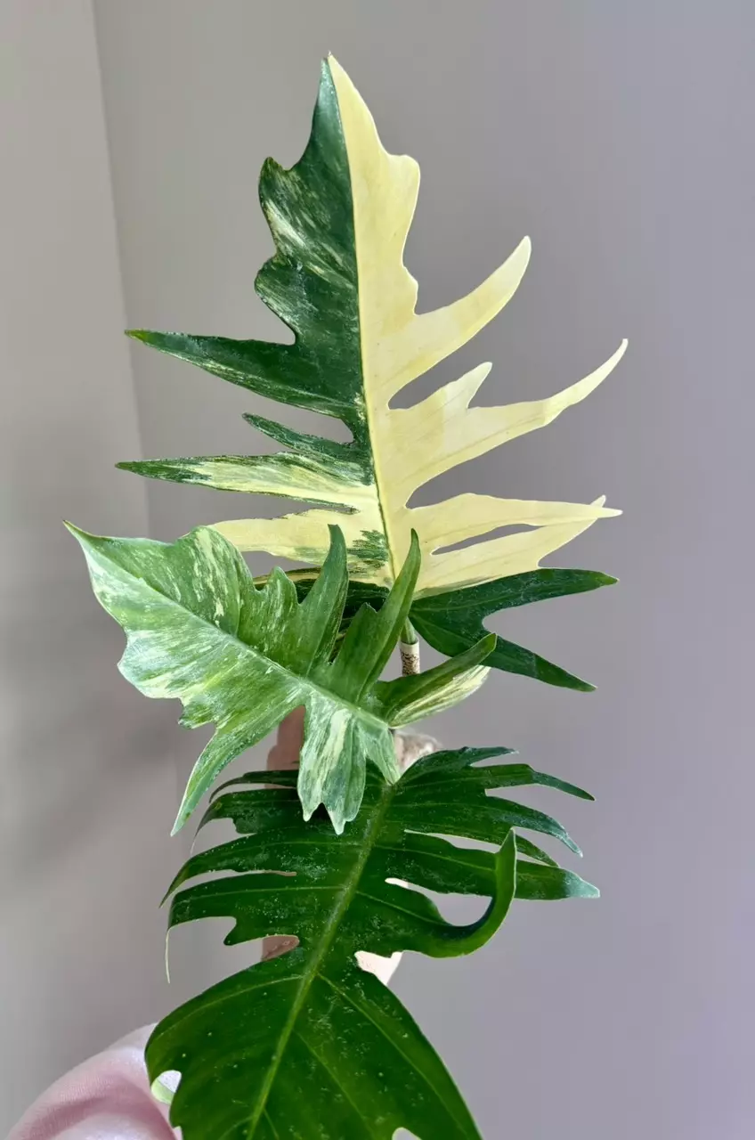 Philodendron Florida Beauty x Tortum - Fresh Import thumbnail