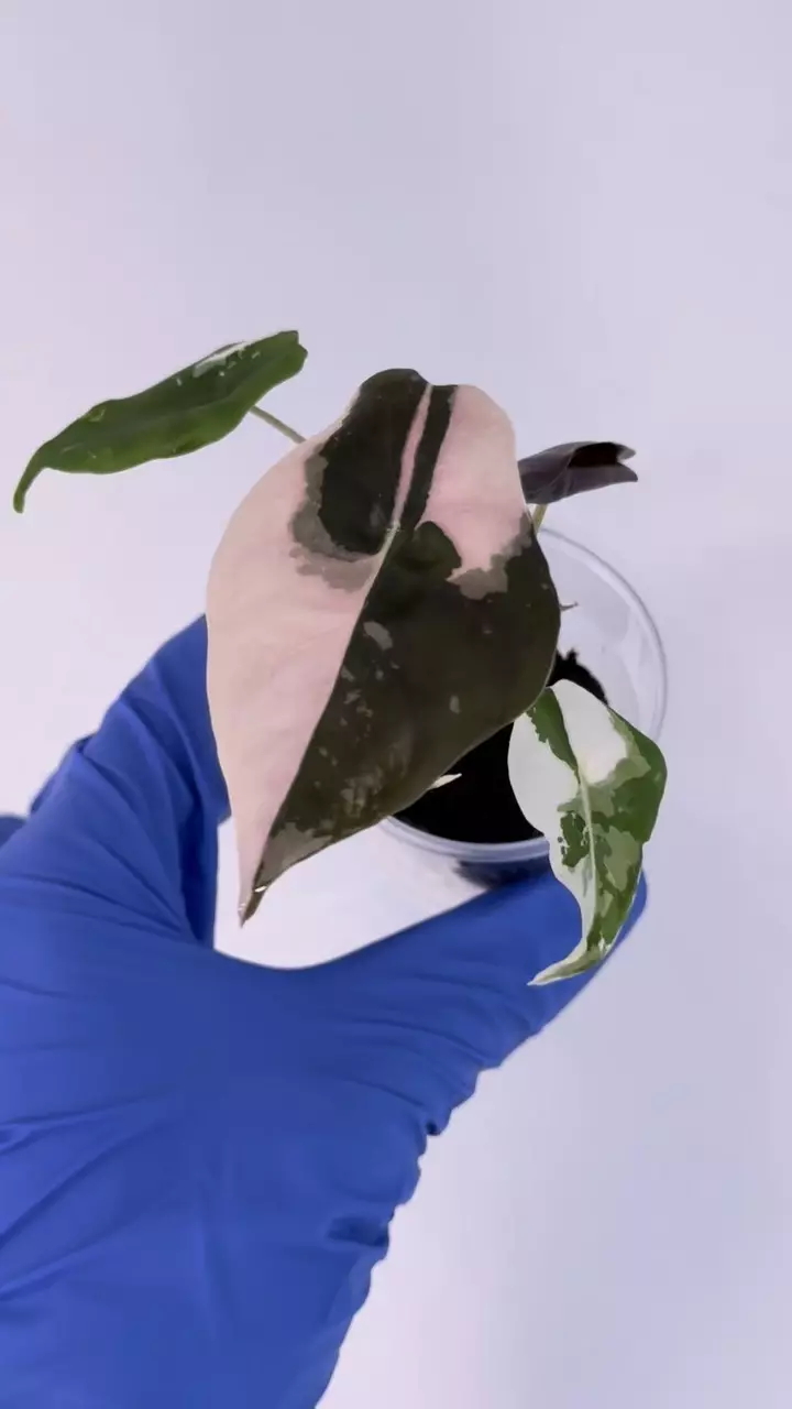 Alocasia Chantrieri Pink flawless color #463 thumbnail