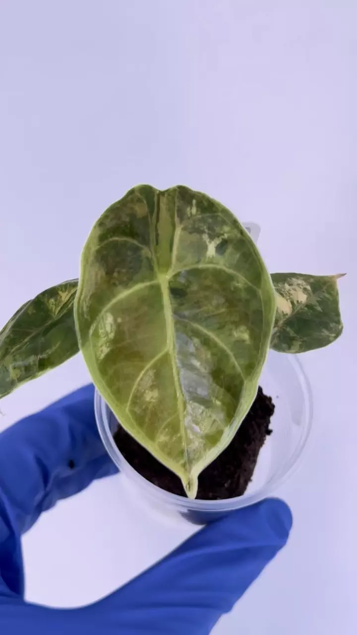 Alocasia Azlanii Aurea (Orange) nice var #53 thumbnail