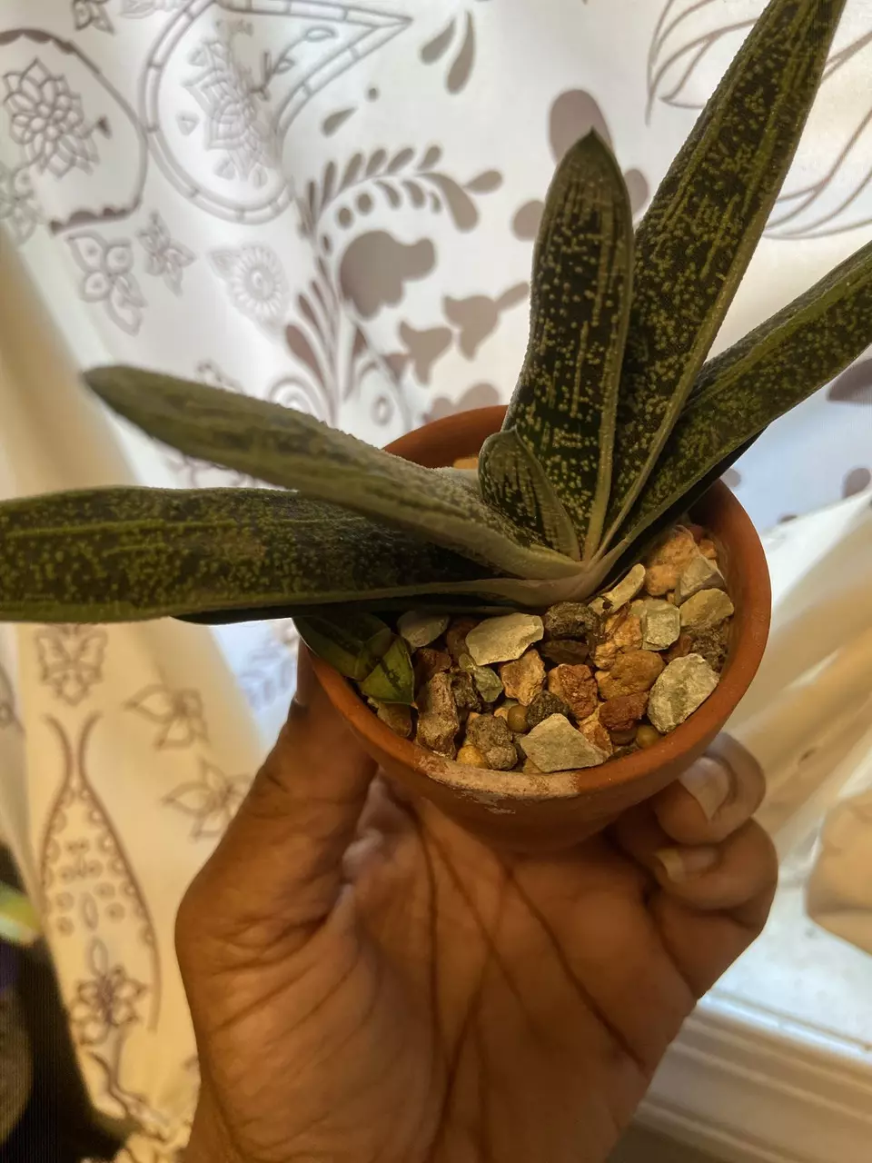 Lil Warty Gasteria 3” pot thumbnail