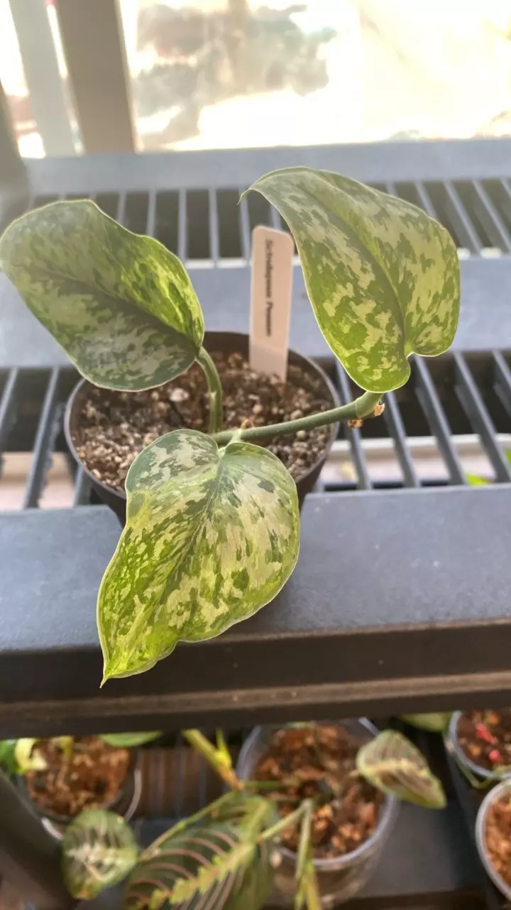 Scindapsus Peasun thumbnail