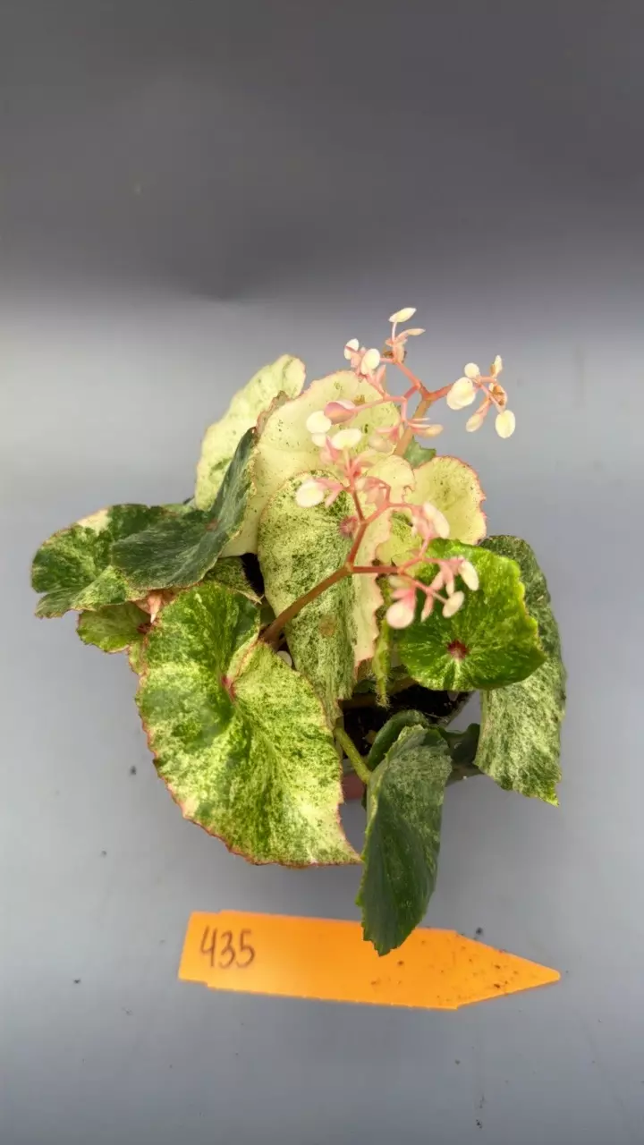 Begonia Rouge Variegated - 435 thumbnail