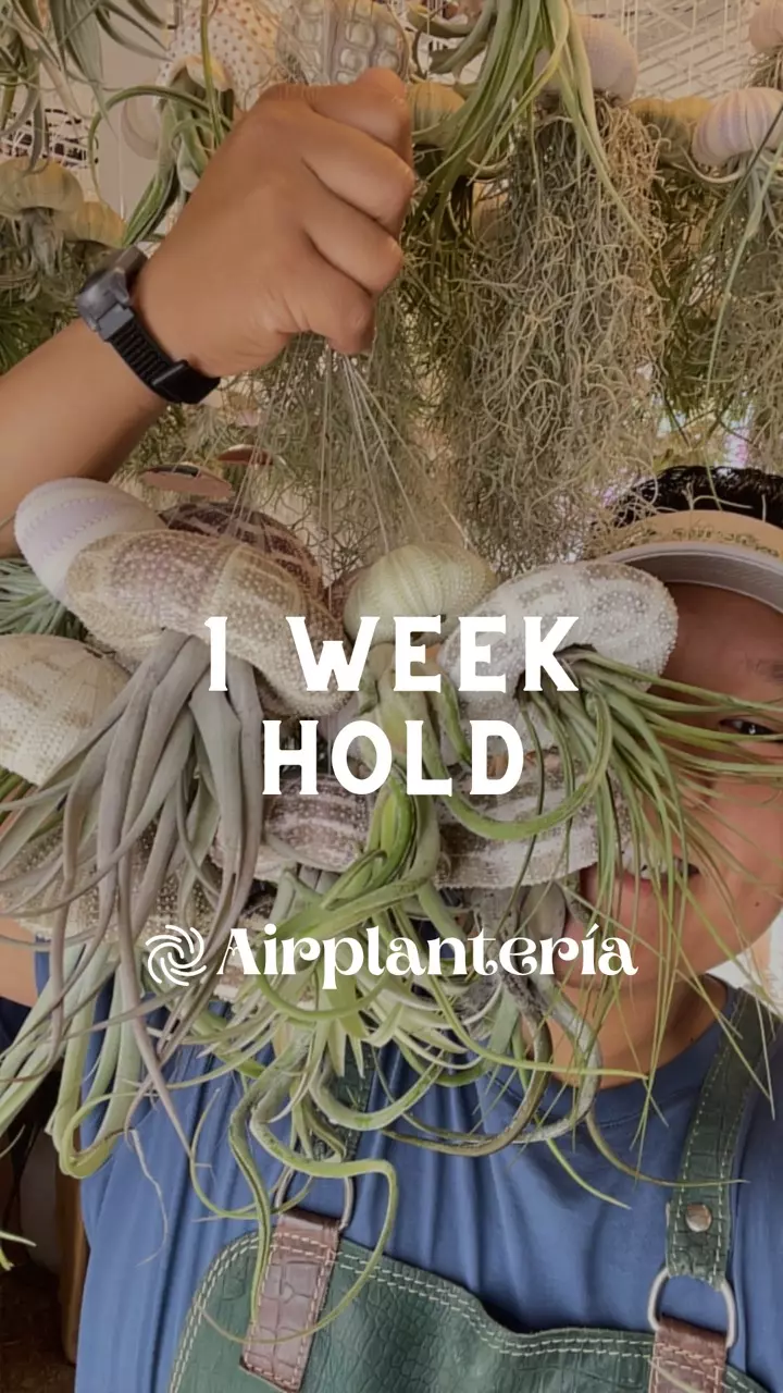 HOLD 1 WEEK thumbnail