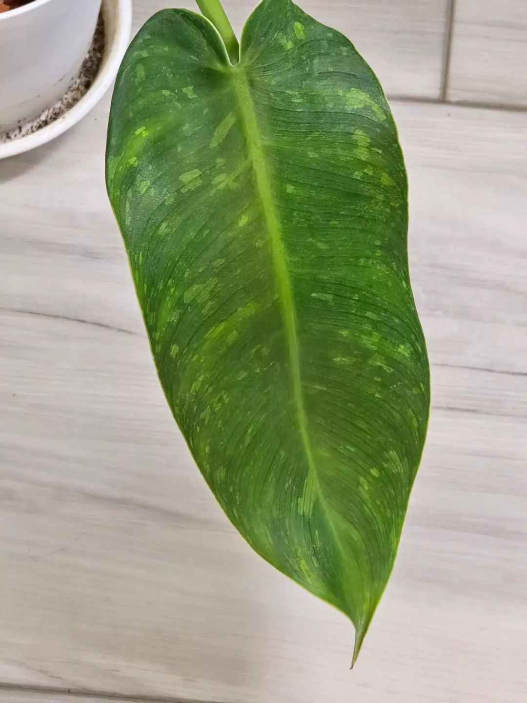 Philodendron Jose Buono #7 thumbnail