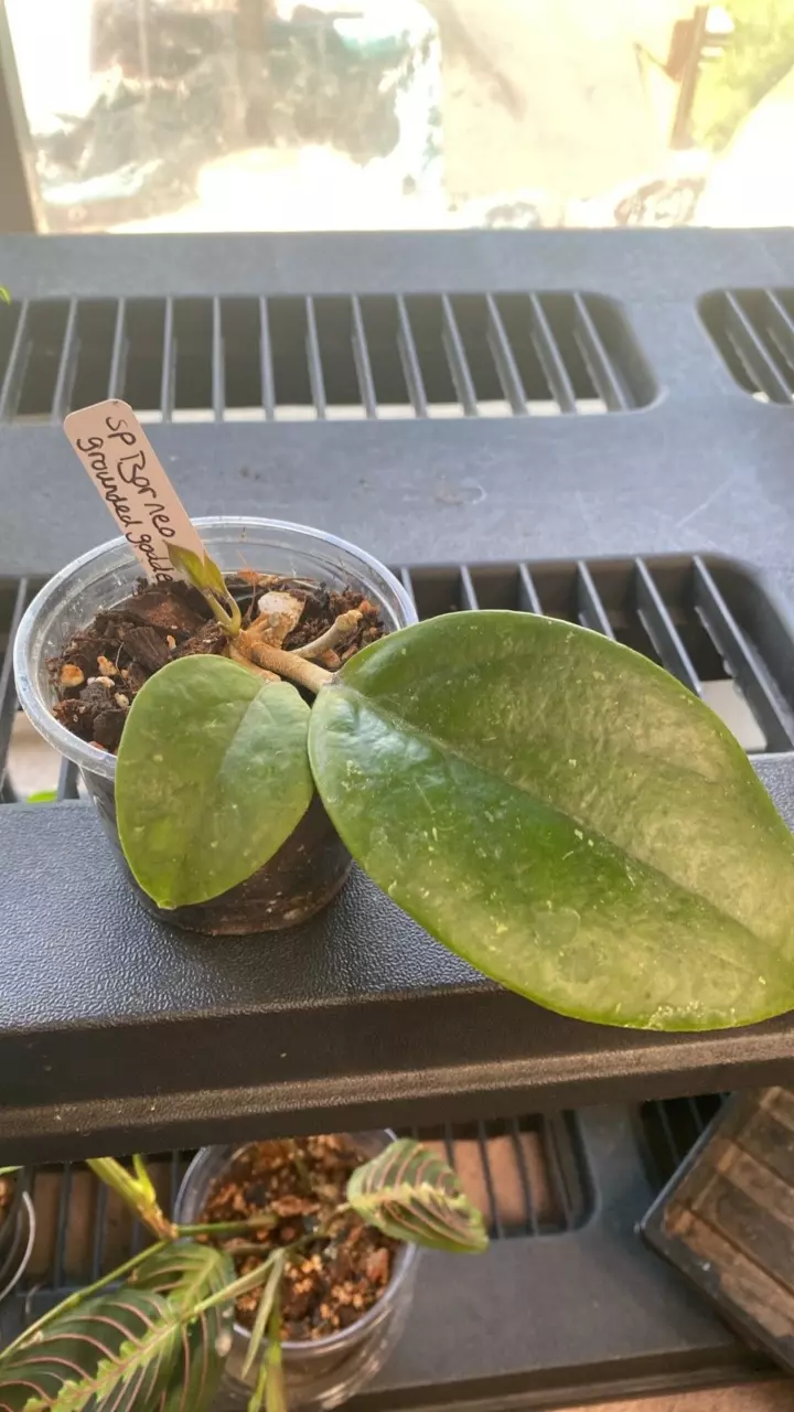 Hoya SP. Borneo “grounded goddess” thumbnail