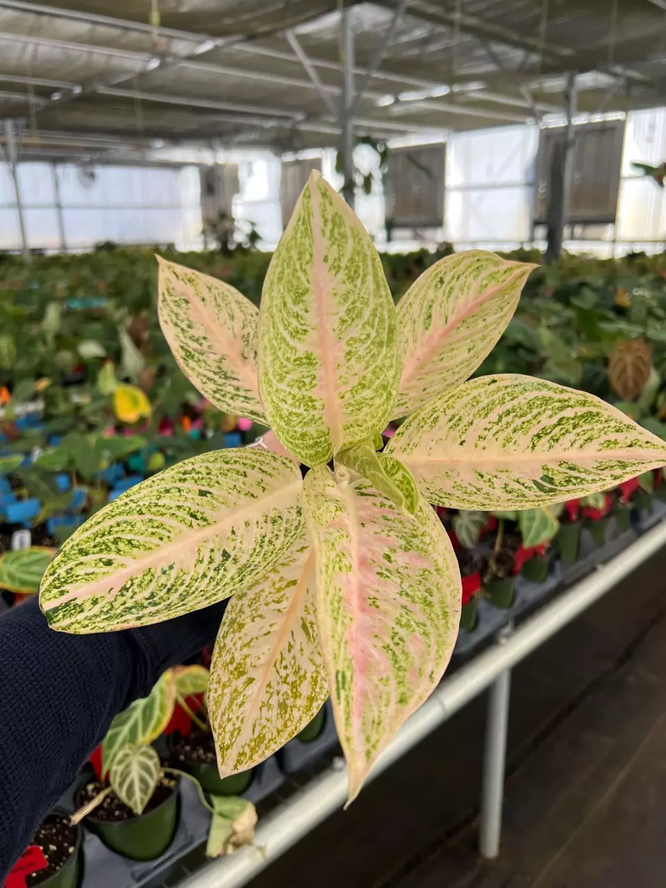 Aglaonema White Legacy 4” Pot Growers Choice thumbnail