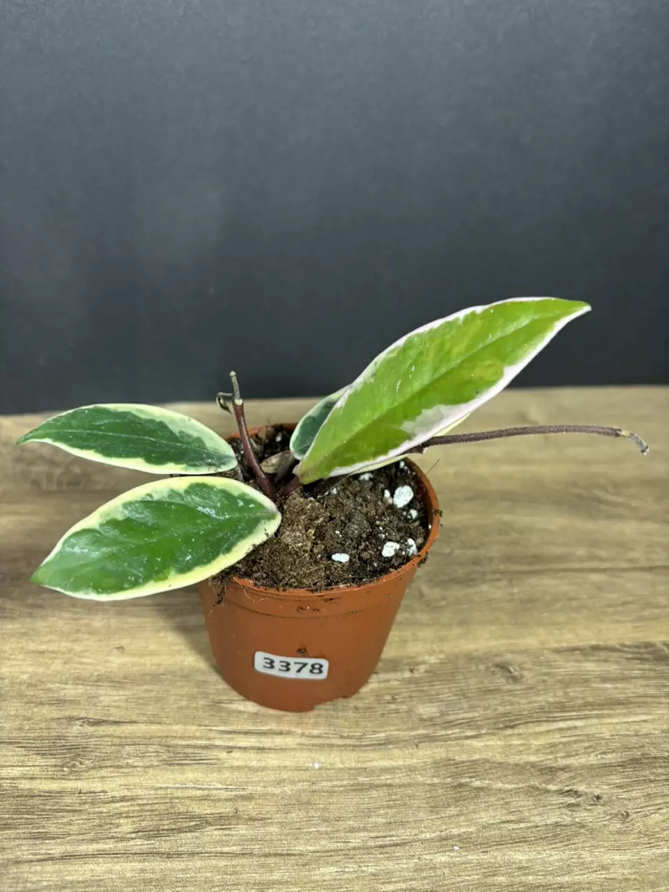 Hoya Flamingo Dream 3” 3378 thumbnail