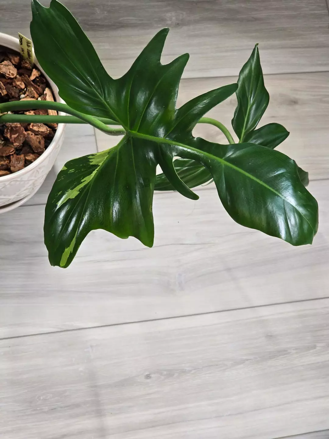 Philodendron Golden Dragon Variegated thumbnail