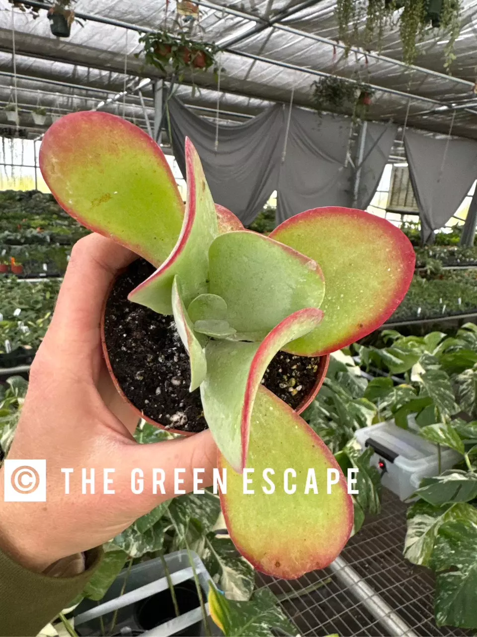 Kalanchoe Flapjack 4” Pot Growers Choice thumbnail