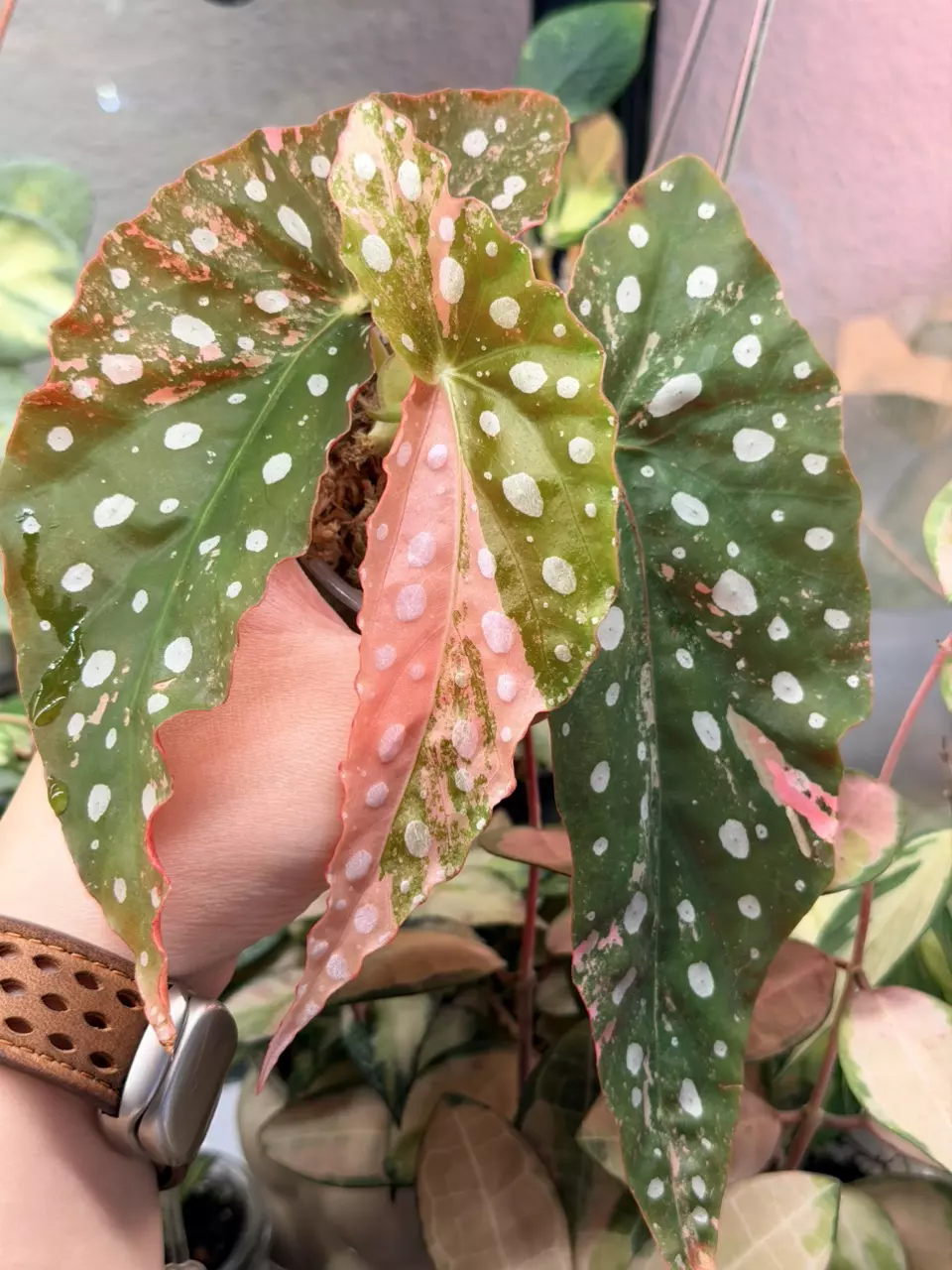 Rooted high var Maculata Pink, Top Cut, high var leaf is new leaf thumbnail