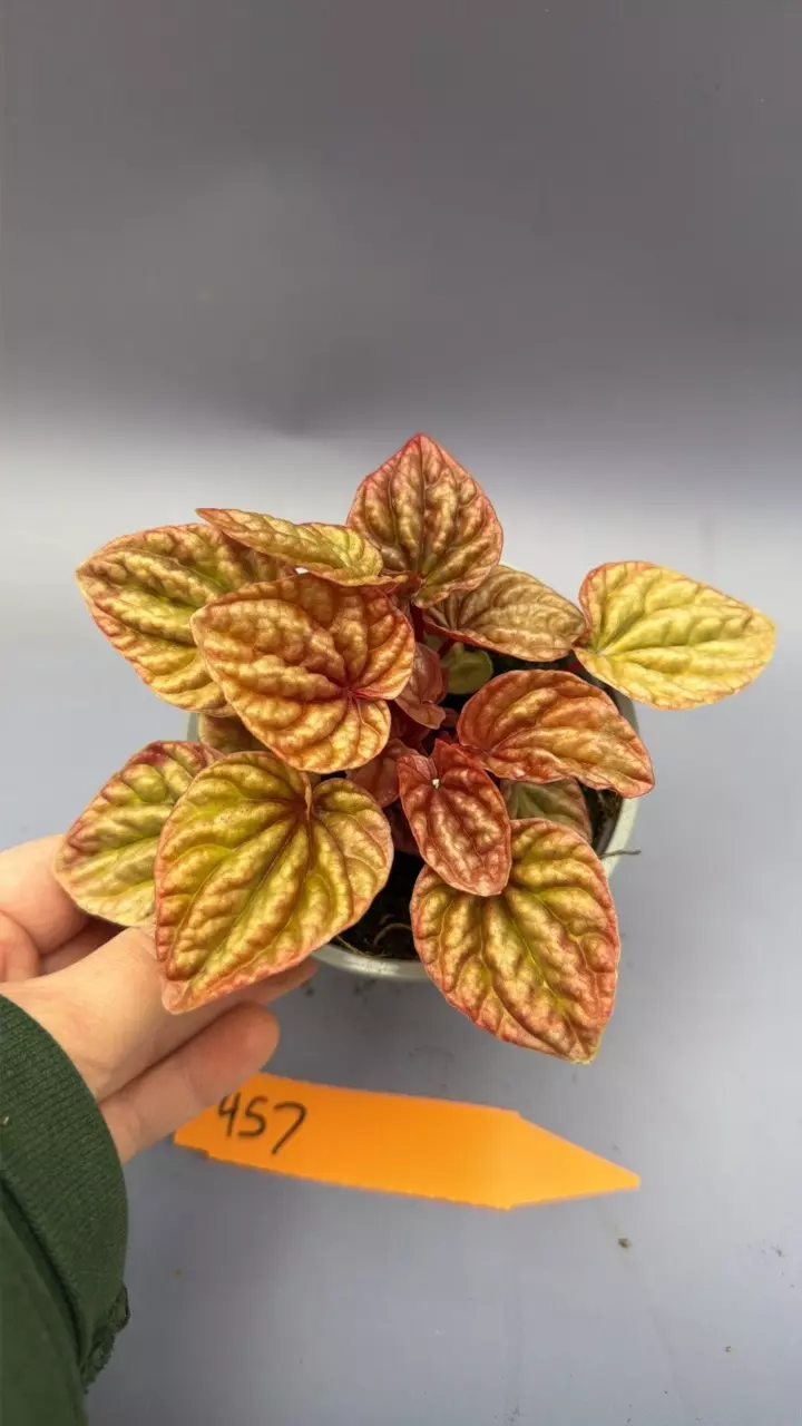 Peperomia Caperata Quito - 457 thumbnail