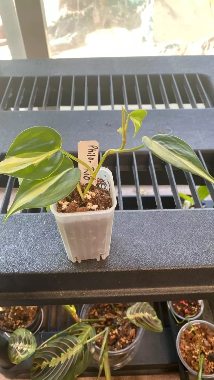 Philodendron Rio thumbnail