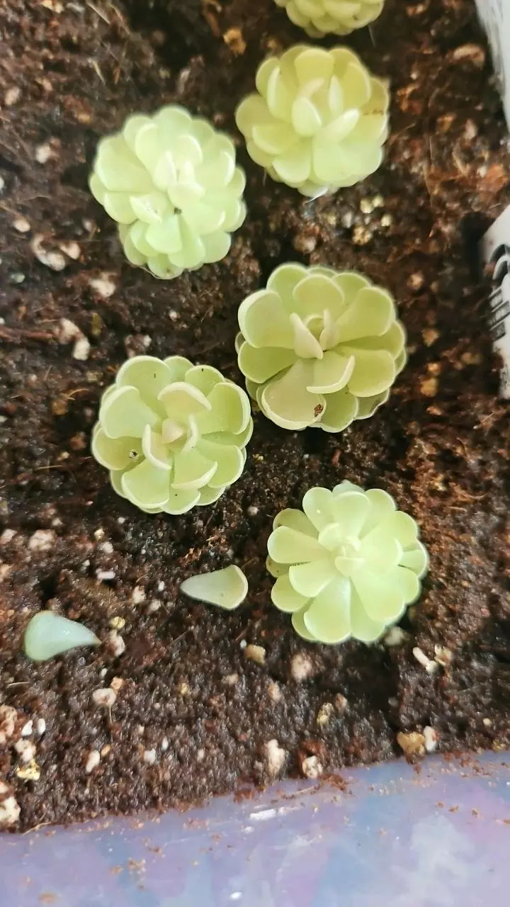 Pinguicula esseriana Agua De Leon thumbnail