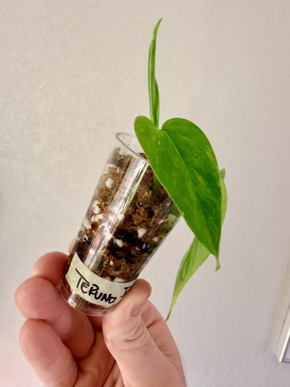 Teruno Jack (rooting in moss) thumbnail