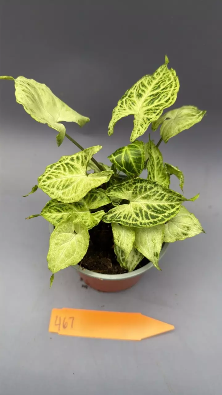 Syngonium Batik - 467 thumbnail