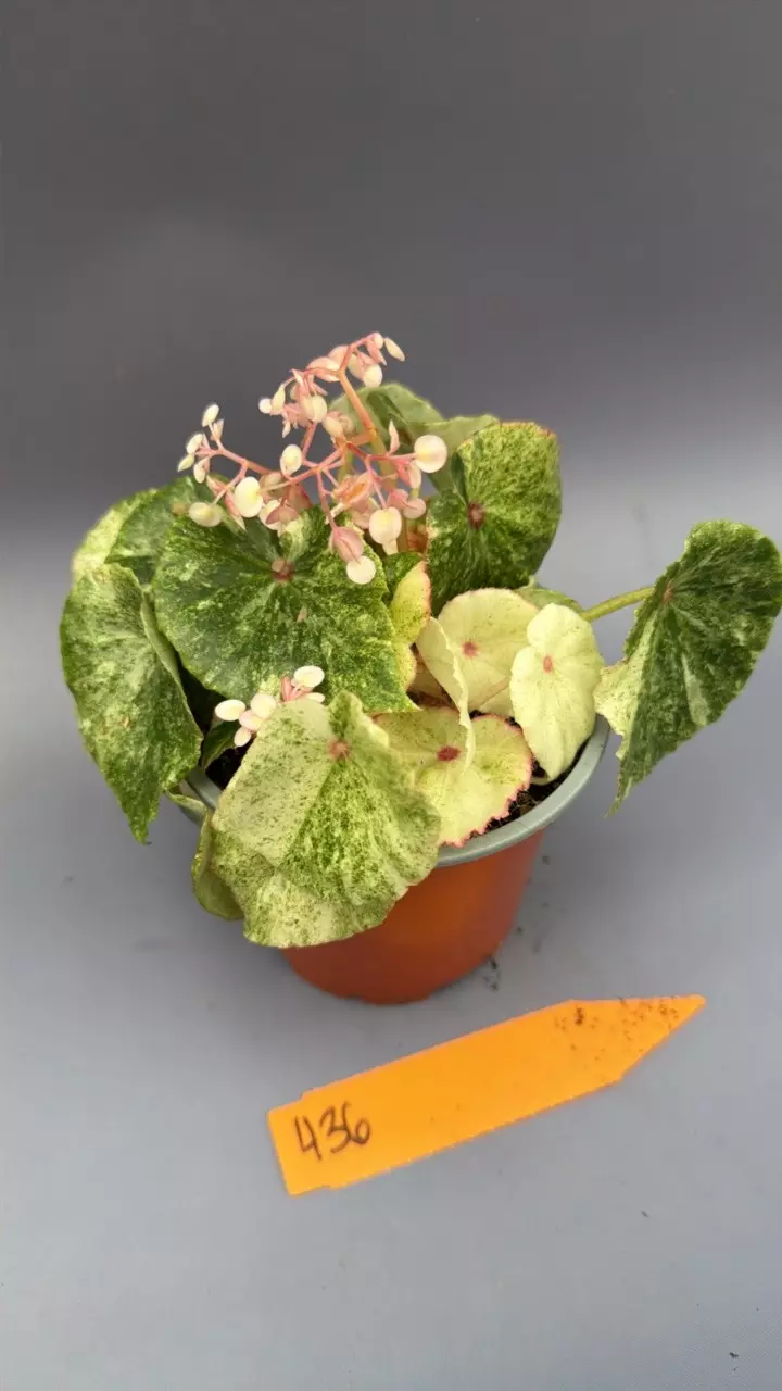 Begonia Rouge Variegated - 436 thumbnail