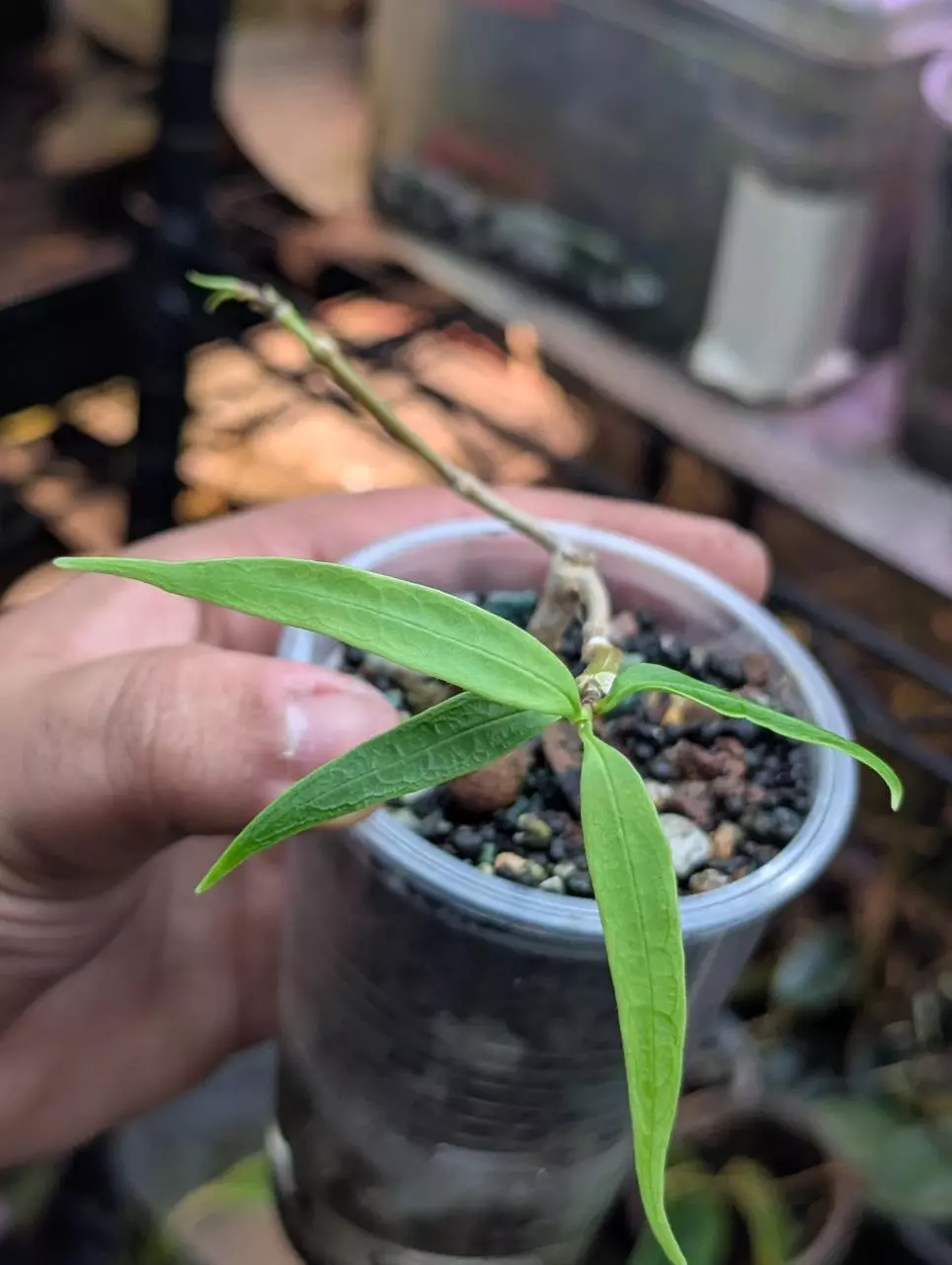 Hoya platycaulis yellow flower thumbnail