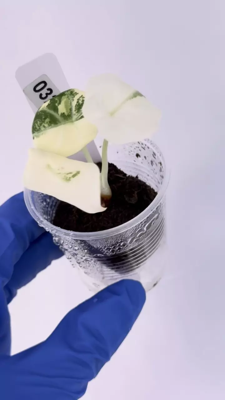 alocasia Ninja true albo high var #325 thumbnail